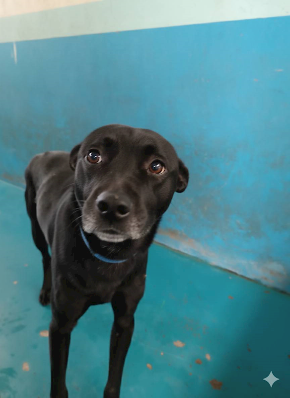 苗栗縣動物保護教育園區,編號:435309, 混種犬          