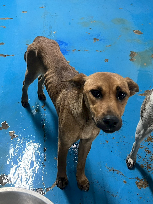 苗栗縣動物保護教育園區,編號:453414, 混種犬          