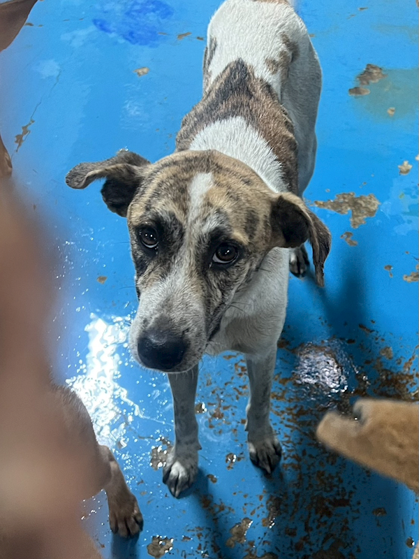 苗栗縣動物保護教育園區,編號:453412, 混種犬          