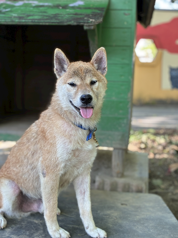 臺南市動物之家善化站,編號:460919, 柴犬                  