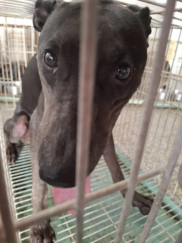 臺南市動物之家善化站,編號:460914, 混種犬          