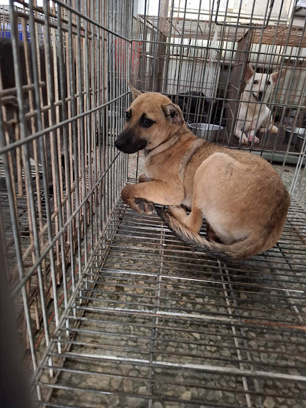 臺南市動物之家善化站,編號:460913, 混種犬          