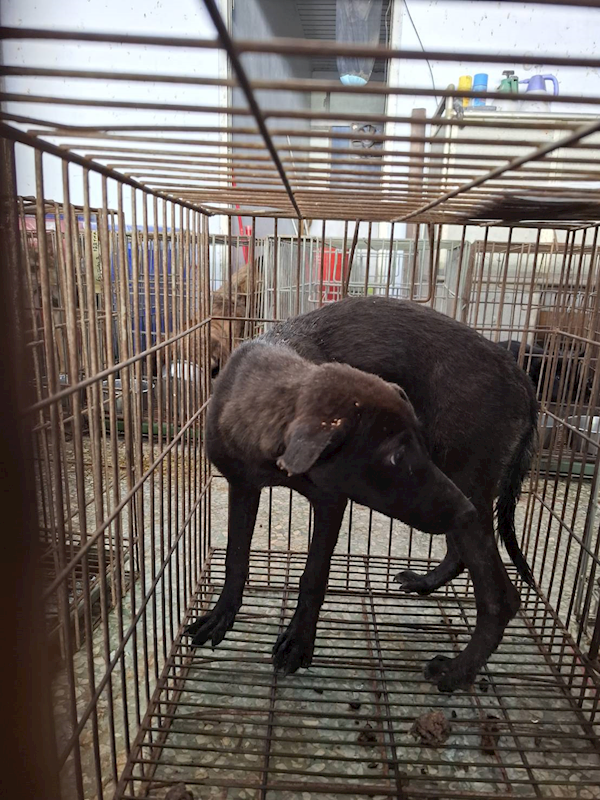臺南市動物之家善化站,編號:460912, 混種犬          