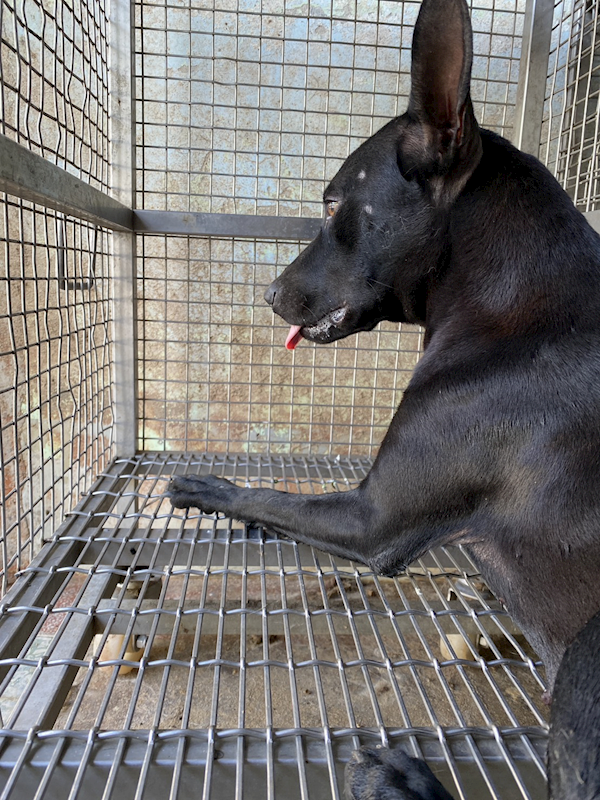 臺南市動物之家善化站,編號:450638, 混種犬          