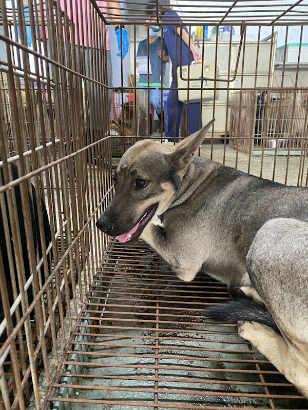 臺南市動物之家善化站,編號:460897, 混種犬          