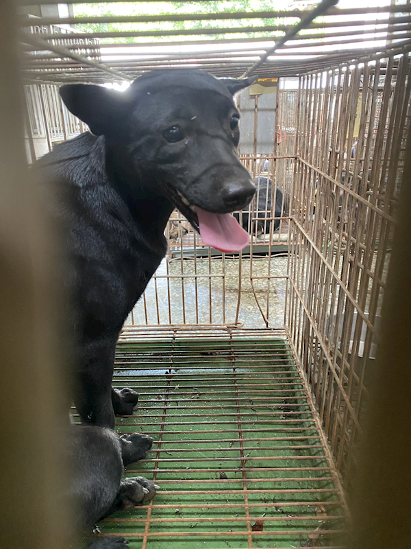 臺南市動物之家善化站,編號:460896, 混種犬          