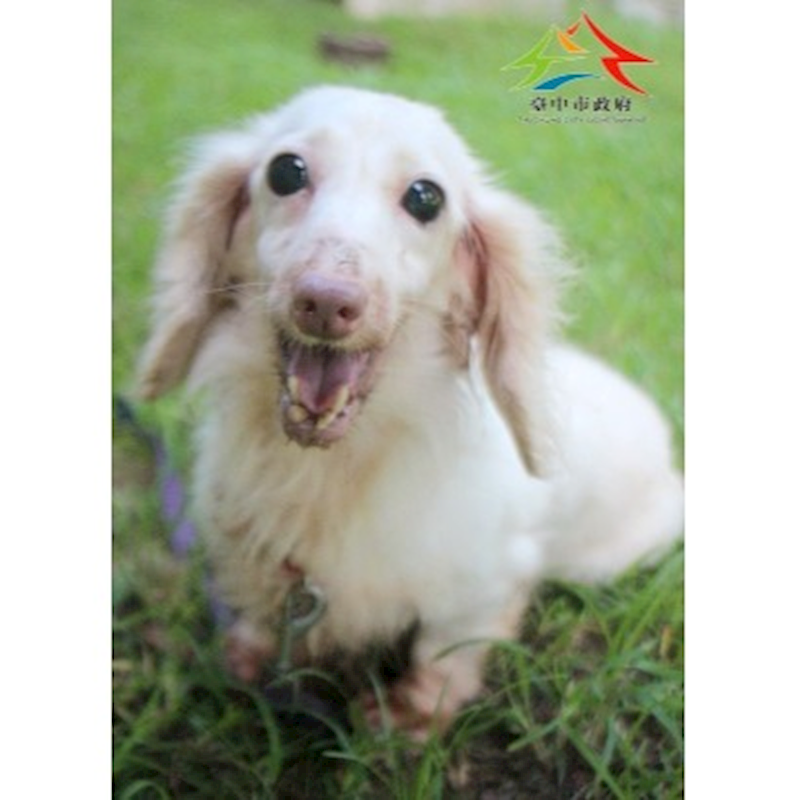 臺中市動物之家后里園區,編號:459298, 長毛臘腸