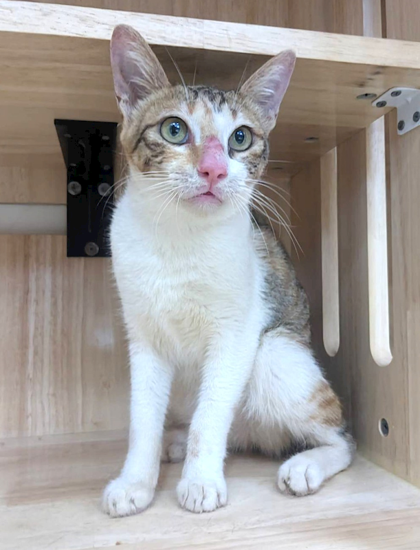 新竹縣動物保護教育園區,編號:460293, 混種貓                 