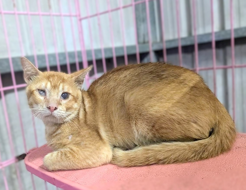新竹縣動物保護教育園區,編號:460292, 混種貓                 