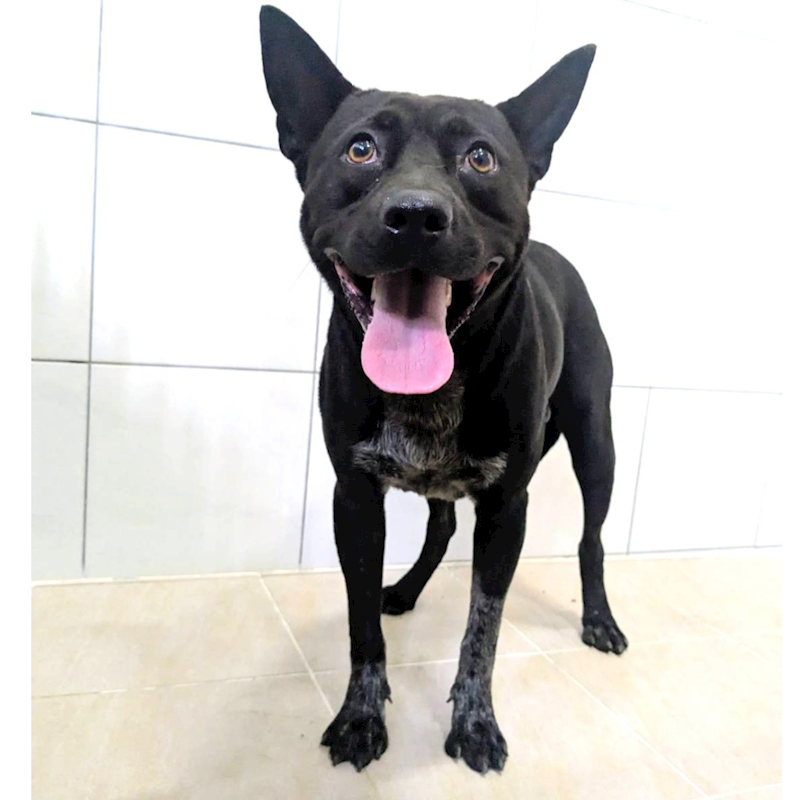新竹縣動物保護教育園區,編號:460180, 混種犬          
