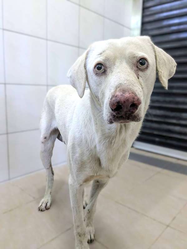 新竹縣動物保護教育園區,編號:459986, 混種犬          