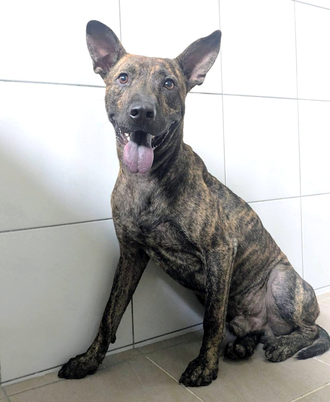 新竹縣動物保護教育園區,編號:460581, 混種犬          