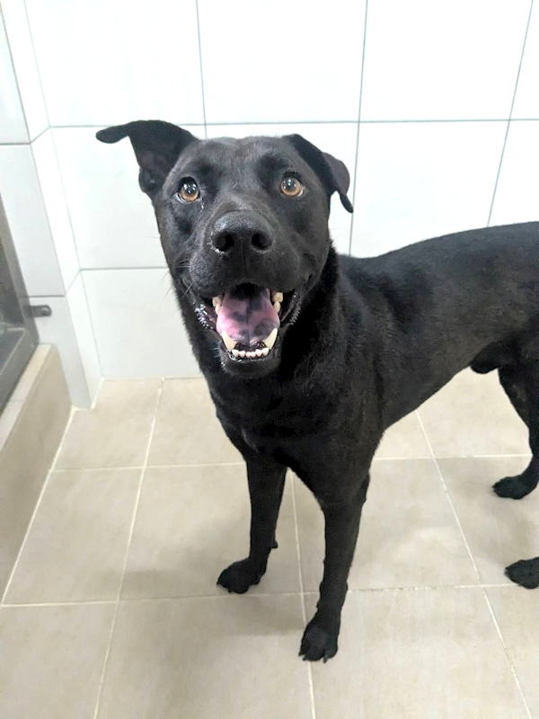 新竹縣動物保護教育園區,編號:460716, 混種犬          