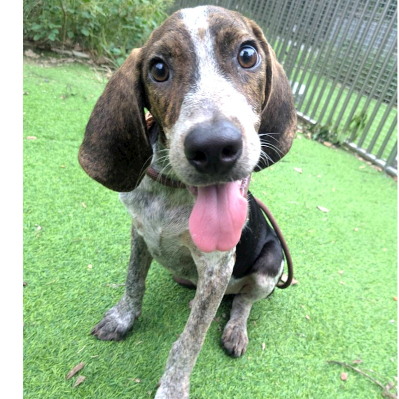 新竹縣動物保護教育園區,編號:458710, 混種犬          