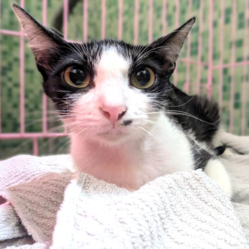 新竹縣動物保護教育園區,編號:455889, 混種貓                 