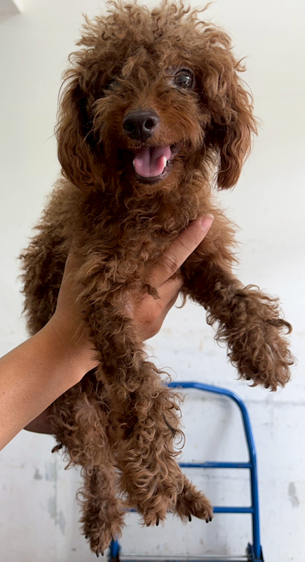 花蓮縣狗貓躍動園區,編號:460879, 貴賓犬        