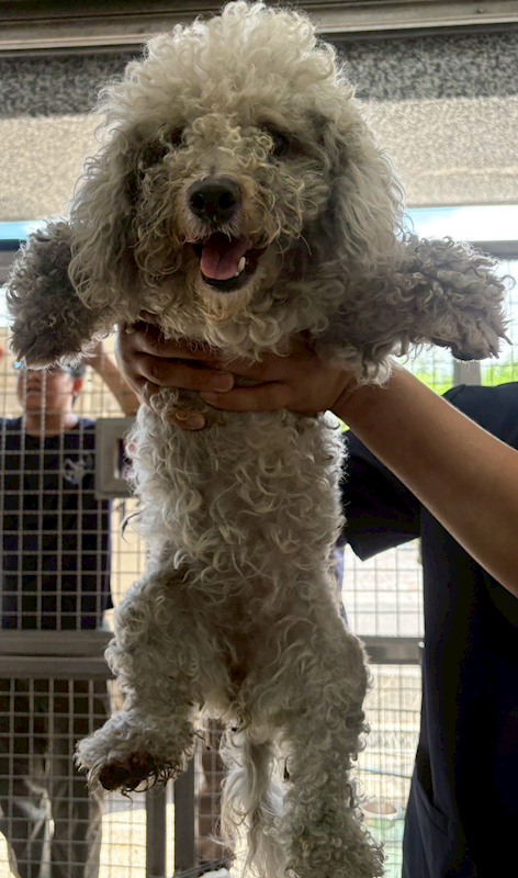 花蓮縣狗貓躍動園區,編號:460880, 比熊犬