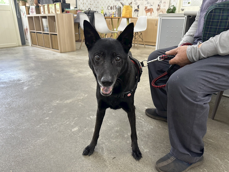 臺北市動物之家,編號:459719, 混種犬          