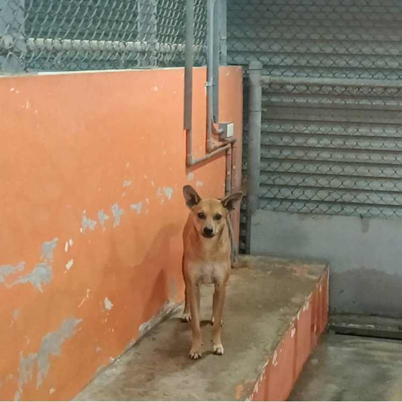 新竹市動物保護教育園區,編號:282504, 混種犬          