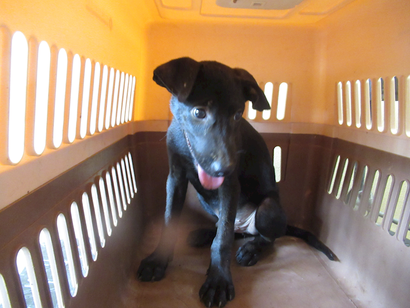 新竹市動物保護教育園區,編號:322564, 混種犬          