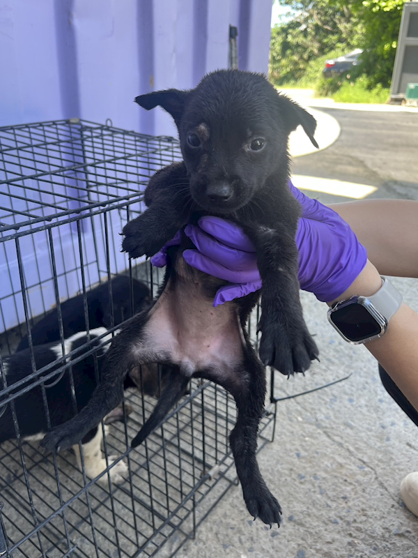 彰化縣流浪狗中途之家臨時收容所,編號:460810, 混種犬          