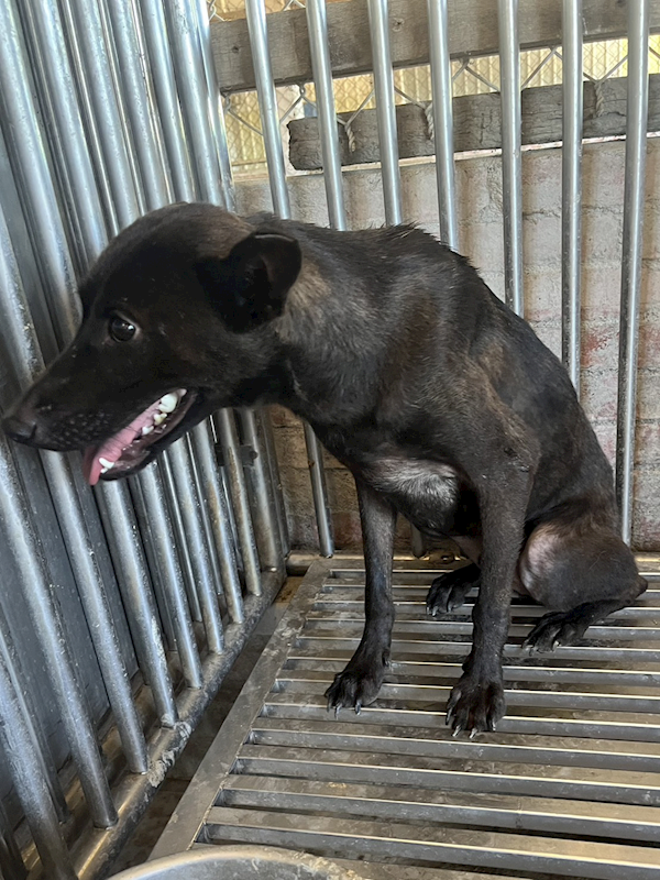 彰化縣流浪狗中途之家臨時收容所,編號:460803, 混種犬          