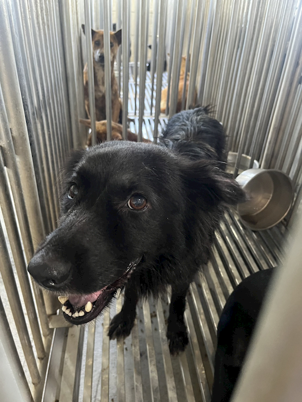 彰化縣流浪狗中途之家臨時收容所,編號:460793, 混種犬          