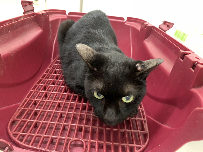 臺北市動物之家,編號:430101, 混種貓                 