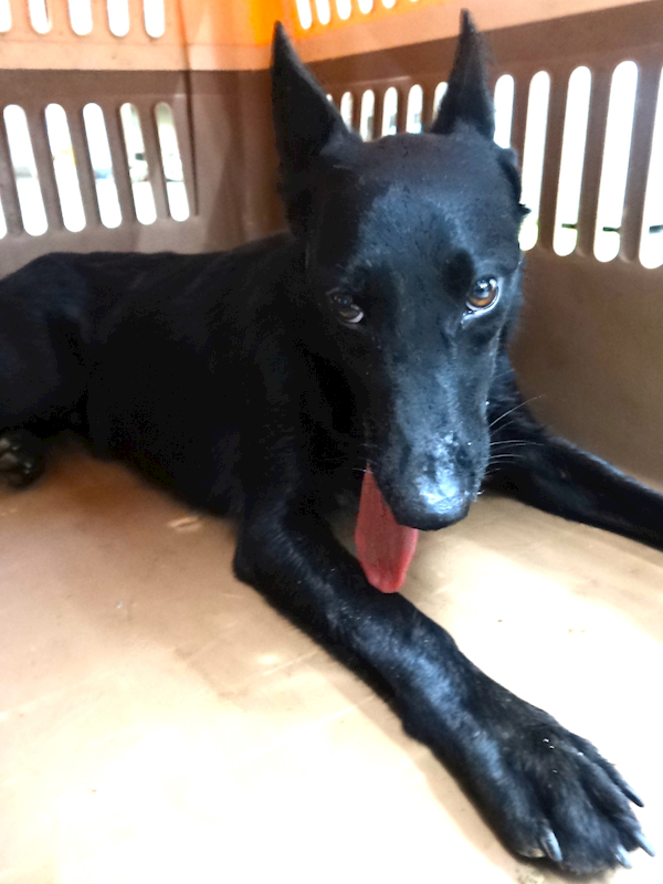 宜蘭縣流浪動物中途之家,編號:460923, 混種犬          