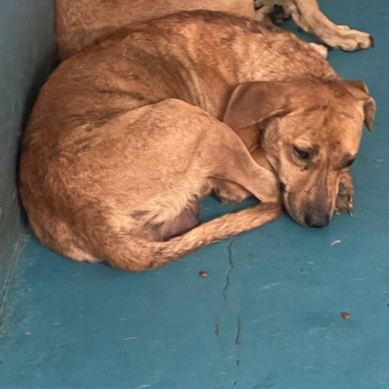 苗栗縣動物保護教育園區,編號:380150, 混種犬          
