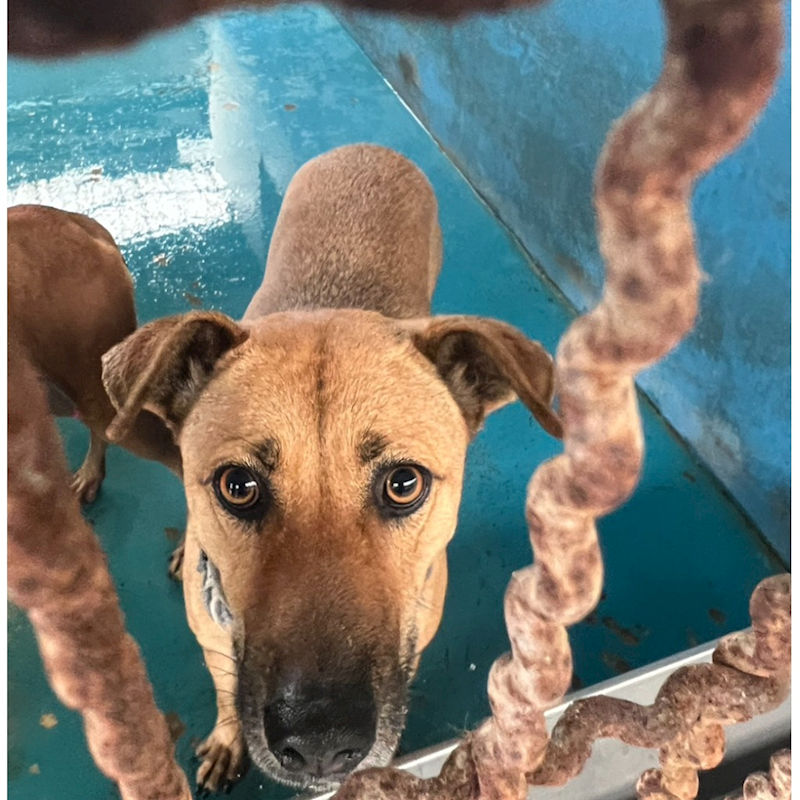 苗栗縣動物保護教育園區,編號:437615, 混種犬          