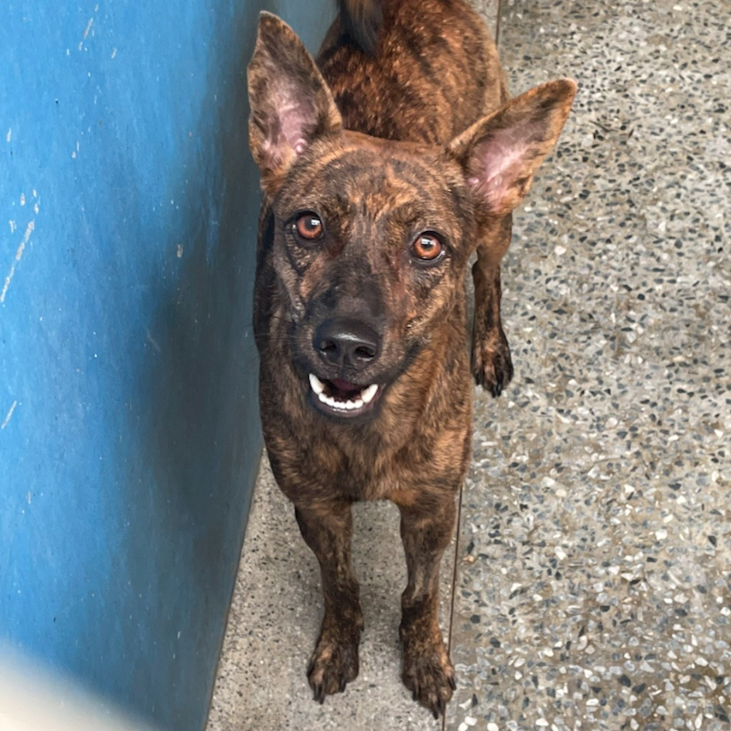 苗栗縣動物保護教育園區,編號:373493, 混種犬          