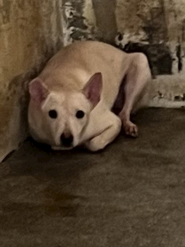 苗栗縣動物保護教育園區,編號:420794, 混種犬          