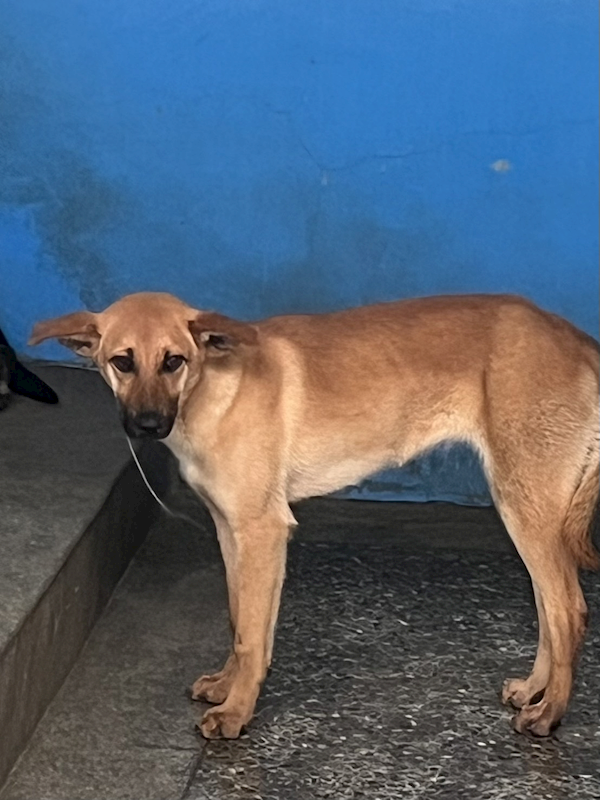 苗栗縣動物保護教育園區,編號:397659, 混種犬          