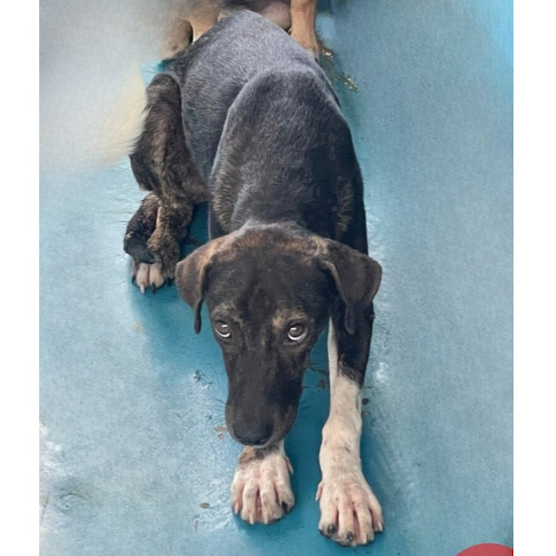 苗栗縣動物保護教育園區,編號:362658, 混種犬          