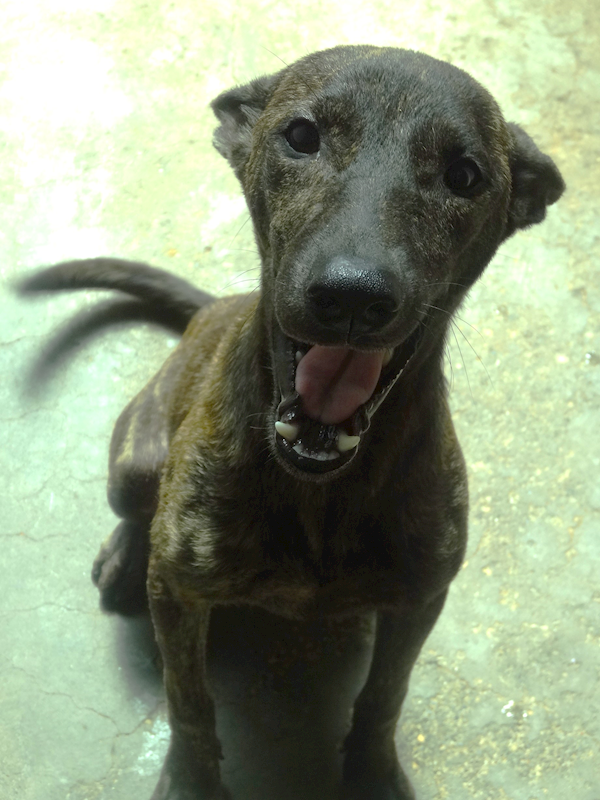 宜蘭縣流浪動物中途之家,編號:460928, 混種犬          