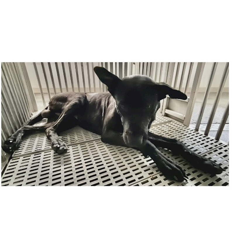 花蓮縣狗貓躍動園區,編號:438416, 混種犬          