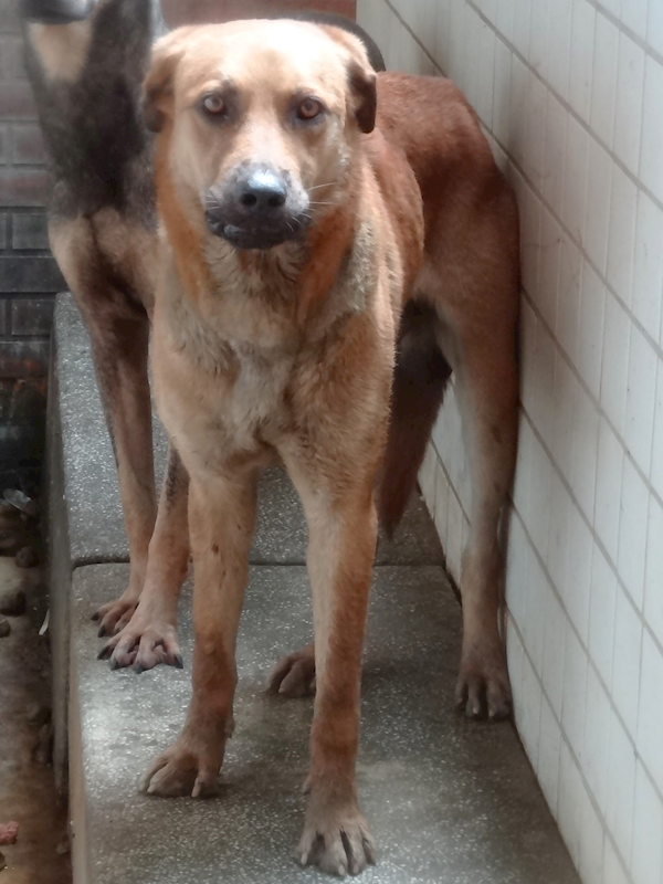 宜蘭縣流浪動物中途之家,編號:460922, 混種犬          