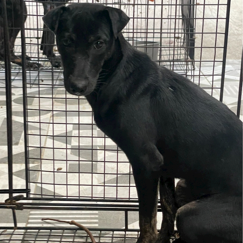 苗栗縣動物保護教育園區,編號:379926, 混種犬          