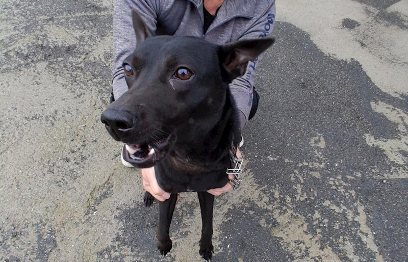 桃園市動物保護教育園區,編號:448414, 混種犬          