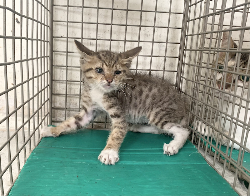 臺北市動物之家,編號:460876, 混種貓                 