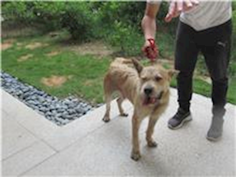 新竹市動物保護教育園區,編號:264325, 混種犬          