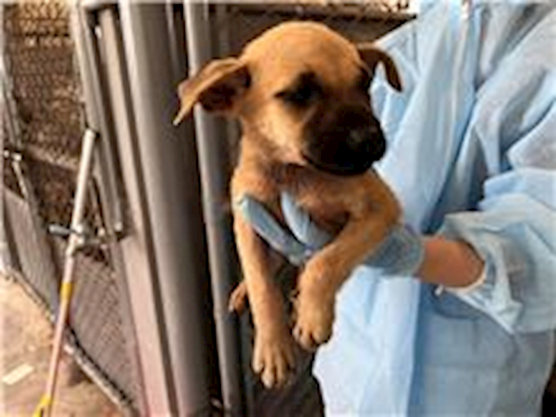 新竹市動物保護教育園區,編號:266094, 混種犬          