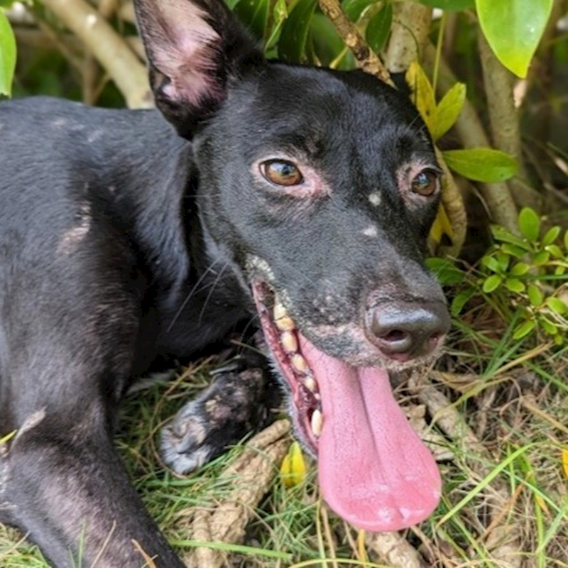 新竹市動物保護教育園區,編號:275087, 混種犬          