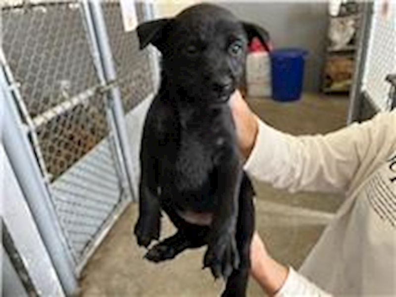 新竹市動物保護教育園區,編號:282500, 混種犬          