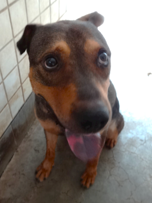 宜蘭縣流浪動物中途之家,編號:460884, 混種犬          