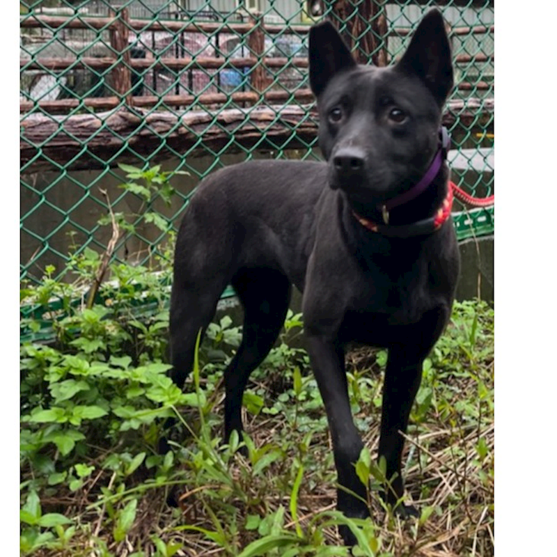 新北市瑞芳區公立動物之家,編號:451173, 混種犬          