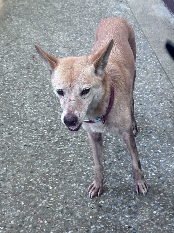 苗栗縣動物保護教育園區,編號:460073, 混種犬          