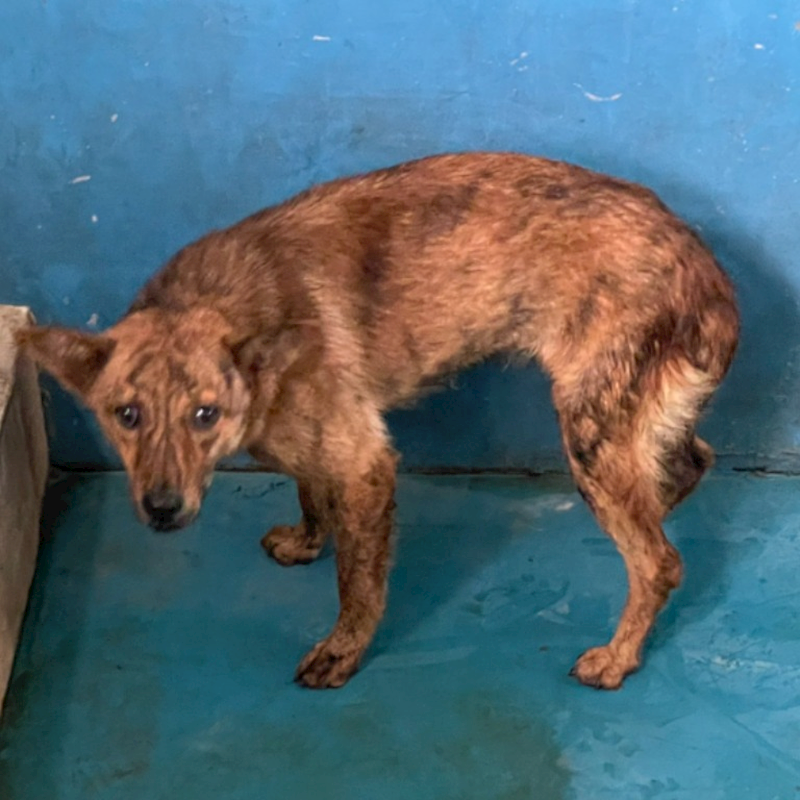 苗栗縣動物保護教育園區,編號:359876, 混種犬          