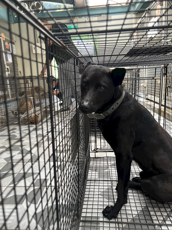 苗栗縣動物保護教育園區,編號:397287, 混種犬          